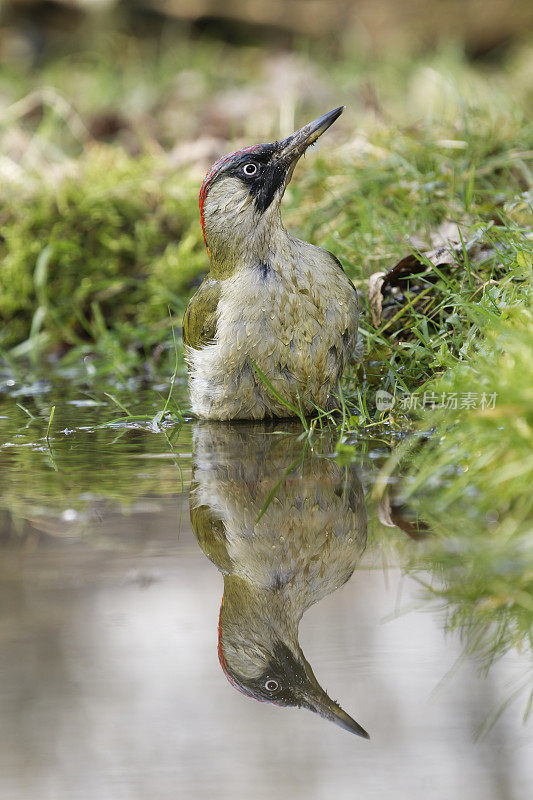 水中的欧洲绿啄木鸟(Picus viridis)